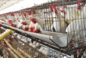 Egg Wholesale Price in Namakkal | SriSelvalakhmi Feeds and Farms