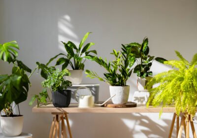 Plants-on-Rent-in-Gurgaon-12